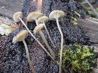 Mycena speirea image