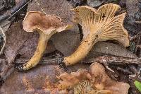 Cantharellus quercophilus image