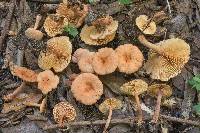 Lactarius subserifluus image