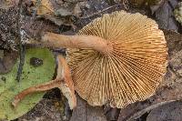 Lactarius subserifluus image