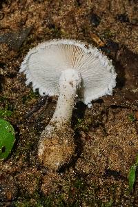 Amanita onusta image