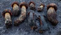 Suillellus hypocarycinus image