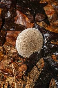 Amanita onusta image