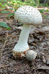 Amanita daucipes image