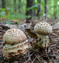 Amanita daucipes image