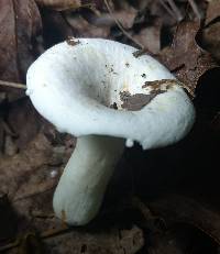 Lactarius piperatus image