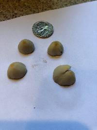 Conocybe apala image