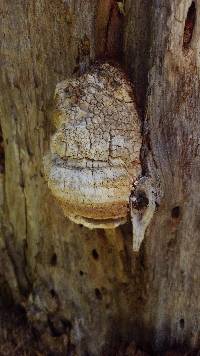 Fomitopsis officinalis image