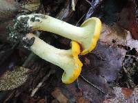 Cantharellus phasmatis image