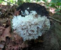 Tremella fuciformis image