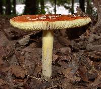 Amanita parcivolvata image