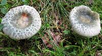 Russula parvovirescens image