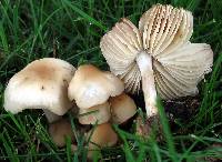 Marasmius nigrodiscus image