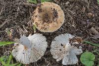 Russula pectinatoides image