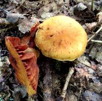 Cortinarius distans image