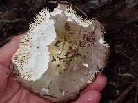 Russula alutacea image