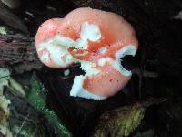 Russula silvicola image