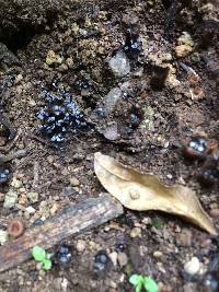 Cyathus olla image