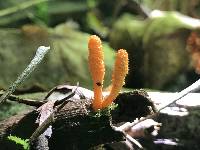 Cordyceps militaris image