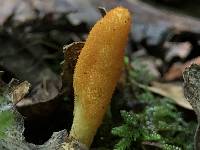 Cordyceps militaris image