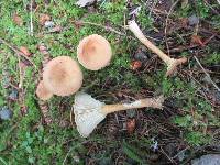 Clitocybe squamulosa image