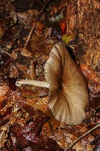 Megacollybia rodmanii image