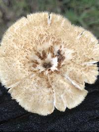 Lentinus crinitus image