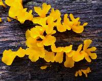 Dacryopinax spathularia image