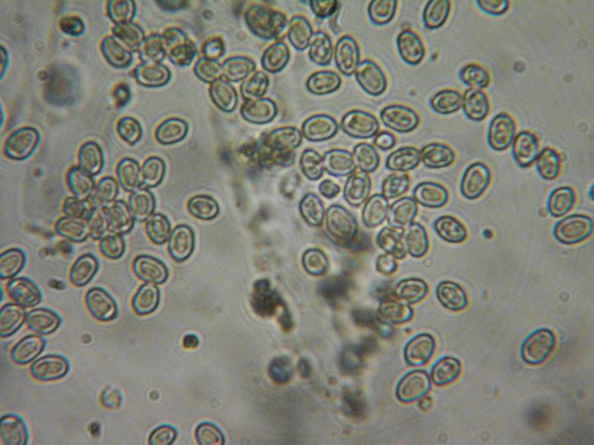 Pluteus brunneidiscus image