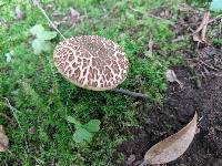 Boletus chrysenteron image