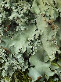 Parmotrema reticulatum image