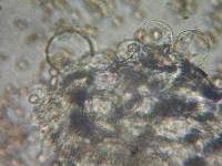 Pluteus exilis image