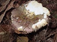 Russula alutacea image