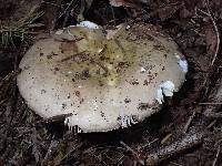 Russula alutacea image