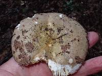 Russula alutacea image