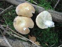 Russula xerampelina image