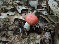 Russula silvicola image