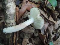 Russula mariae image