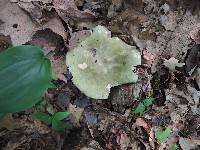 Russula aeruginea image