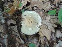 Russula modesta image