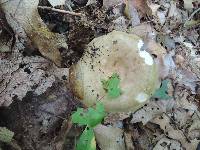 Russula cyanoxantha image