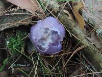 Cortinarius iodeoides image