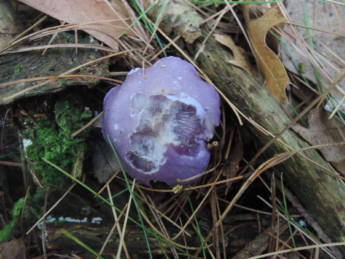 Cortinarius iodeoides image