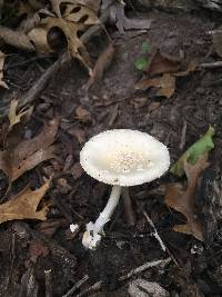 Amanita multisquamosa image