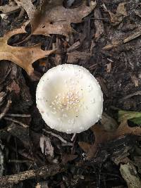 Amanita multisquamosa image