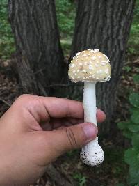 Amanita velatipes image