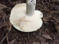 Russula parvovirescens image