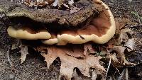 Ganoderma polychromum image