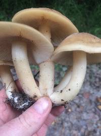 Lyophyllum decastes image