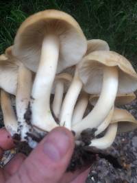 Lyophyllum decastes image